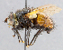  ( - CNC_Diptera258081)  @14 [ ] No Rights Reserved (2015) Unspecified CNC