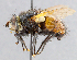  (Tachina marklini - CNC_Diptera258081)  @14 [ ] No Rights Reserved (2015) Unspecified CNC