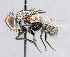  ( - CNC_Diptera258102)  @11 [ ] No Rights Reserved (2015) Unspecified CNC