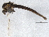  (Chironomus athalassicus - BIOUG03010-B07)  @13 [ ] CreativeCommons - Attribution (2012) CBG Photography Group Centre for Biodiversity Genomics