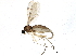  (Corynoptera spoeckeri - BIOUG10409-H06)  @14 [ ] CreativeCommons - Attribution (2014) CBG Photography Group Centre for Biodiversity Genomics