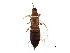  (Thrips pini - BIOUG10939-H04)  @15 [ ] CreativeCommons - Attribution (2015) CBG Photography Group Centre for Biodiversity Genomics