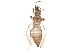  (Taeniothrips inconsequens - BIOUG09310-A10)  @14 [ ] CreativeCommons - Attribution (2015) CBG Photography Group Centre for Biodiversity Genomics