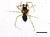  (Linyphantes nigrescens - BIOUG06982-H05)  @14 [ ] CreativeCommons - Attribution (2014) CBG Photography Group Centre for Biodiversity Genomics