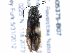  (Liotrichus umbripennis - BIOUG05375-B07)  @15 [ ] CreativeCommons - Attribution (2014) CBG Photography Group Centre for Biodiversity Genomics