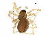  (Linyphantes victoria - BIOUG18361-C05)  @15 [ ] CreativeCommons - Attribution (2015) CBG Photography Group Centre for Biodiversity Genomics