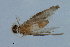  (Hydroptila parapiculata - 09NJAU-104)  @11 [ ] CreativeCommons - Attribution (2009) Unspecified Centre for Biodiversity Genomics
