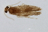  (Stactobiella biramosa - 09NJAU-144)  @11 [ ] CreativeCommons - Attribution (2009) Unspecified Centre for Biodiversity Genomics