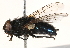  ( - BIOUG16845-G06)  @15 [ ] CreativeCommons - Attribution (2015) CBG Photography Group Centre for Biodiversity Genomics