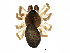  (Metopobactrus prominulus - BIOUG03583-G04)  @16 [ ] CreativeCommons - Attribution (2012) CBG Photography Group Centre for Biodiversity Genomics