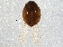  (Coccidophilus - BIOUG03582-C06)  @13 [ ] CreativeCommons - Attribution (2013) CBG Photography Group Centre for Biodiversity Genomics