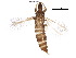  (Pygmaeothrips - BIOUG12965-A04)  @14 [ ] CreativeCommons - Attribution (2015) CBG Photography Group Centre for Biodiversity Genomics