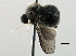  (Acrocerinae - BIOUG12009-G12)  @15 [ ] CreativeCommons - Attribution (2014) CBG Photography Group Centre for Biodiversity Genomics