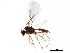  (Monoctonus brachyradius - BIOUG13750-E04)  @13 [ ] CreativeCommons - Attribution (2018) CBG Photography Group Centre for Biodiversity Genomics