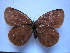  (Erebia nikitini - SAT-Ere-5-1)  @14 [ ] Copyright  zfyang@uoguelph.ca Unspecified