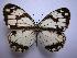  (Melanargia asiatica - SAT-Mel-7-3)  @14 [ ] Copyright  zfyang@uoguelph.ca Unspecified