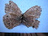  (Palaeonympha opalina - SAT-Pal-1-1)  @13 [ ] Copyright  zfyang@uoguelph.ca Unspecified