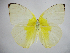  (Catopsilia pomona f.pomona - CO-CM-1-1)  @11 [ ] Copyright (2010) Unspecified Northwest Agriculture and Forest University