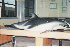  ( - CNP-MM-02)  @11 [ ] Copyright (2012) Enrique A Crespo Marine Mammal Lab- CENPAT-CONICET