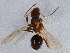  (Nylanderia parvula - BIOUG02935-F06)  @14 [ ] CreativeCommons - Attribution (2013) CBG Photography Group Centre for Biodiversity Genomics