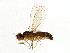  (Anthomyzidae - BIOUG02965-C06)  @15 [ ] CreativeCommons - Attribution (2013) CBG Photography Group Centre for Biodiversity Genomics