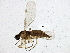  (Corynoptera cursor - BIOUG02981-F02)  @14 [ ] CreativeCommons - Attribution (2013) CBG Photography Group Centre for Biodiversity Genomics
