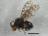  (Ilythea spilota - BIOUG02936-D07)  @14 [ ] CreativeCommons - Attribution (2013) CBG Photography Group Centre for Biodiversity Genomics