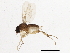  (Megaselia albicaudata - BIOUG02936-G12)  @16 [ ] CreativeCommons - Attribution (2013) CBG Photography Group Centre for Biodiversity Genomics