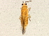  (Scirtothrips - BIOUG03992-H08)  @14 [ ] CreativeCommons - Attribution (2012) CBG Photography Group Centre for Biodiversity Genomics