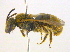  (Lasioglossum pilosum - BIOUG03373-E01)  @14 [ ] CreativeCommons - Attribution (2013) CBG Photography Group Centre for Biodiversity Genomics