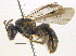  (Lasioglossum birkmanni - BIOUG03373-F07)  @15 [ ] CreativeCommons - Attribution (2013) CBG Photography Group Centre for Biodiversity Genomics