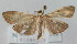  (Herpetogramma okamotoi - NAFU Pyr000118)  @13 [ ] Copyright (2010) Unspecified Northwest Agriculture and Forest University