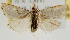  (Pseudargyria interruptella - Pyr001740)  @14 [ ] Copyright (2010) Unspecified Northwest Agriculture and Forest University