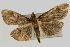  (Herpetogramma sp. 17 ZY - Pyr000332)  @13 [ ] Copyright (2010) Unspecified Northwest Agriculture and Forest University