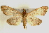  (Herpetogramma sp. 14 ZY - Pyr000534)  @15 [ ] Copyright (2010) Unspecified Northwest Agriculture and Forest University