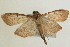  (Herpetogramma rudis - Pyr000555)  @14 [ ] Copyright (2010) Unspecified Northwest Agriculture and Forest University