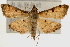  (Herpetogramma submarginalis - Pyr000601)  @13 [ ] Copyright (2010) Unspecified Northwest Agriculture and Forest University