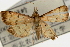  (Herpetogramma submarginalis - Pyr000603)  @13 [ ] Copyright (2010) Unspecified Northwest Agriculture and Forest University