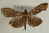  (Herpetogramma sp. 2 ZY - Pyr000651)  @11 [ ] Copyright (2010) Unspecified Northwest Agriculture and Forest University