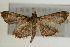  (Herpetogramma sp. 4 ZY - Pyr000659)  @14 [ ] Copyright (2010) Unspecified Northwest Agriculture and Forest University