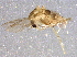  (Limnophyes sp. 11ES - BIOUG03164-B07)  @13 [ ] CreativeCommons - Attribution (2014) CBG Photography Group Centre for Biodiversity Genomics