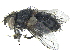  (Allophorocera - BIOUG19533-E10)  @15 [ ] CreativeCommons - Attribution (2015) CBG Photography Group Centre for Biodiversity Genomics