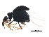  (Coelocephalapion emaciipes - BIOUG20788-A08)  @13 [ ] CreativeCommons - Attribution (2015) CBG Photography Group Centre for Biodiversity Genomics
