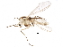  (Chironomidae - BIOUG17013-B04)  @17 [ ] CreativeCommons - Attribution (2015) CBG Photography Group Centre for Biodiversity Genomics
