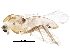  (Orthocladius sp. 9TE - BIOUG17281-E12)  @14 [ ] CreativeCommons - Attribution (2015) CBG Photography Group Centre for Biodiversity Genomics