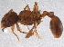  (Myrmica brevispinosa - BIOUG06546-C07)  @14 [ ] CreativeCommons - Attribution (2014) CBG Photography Group Centre for Biodiversity Genomics