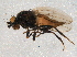  (Minilimosina vitripennis - BIOUG03474-D12)  @13 [ ] CreativeCommons - Attribution (2014) CBG Photography Group Centre for Biodiversity Genomics