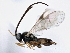  (Apanteles conanchetorum - BIOUG04245-B04)  @15 [ ] CreativeCommons - Attribution (2014) CBG Photography Group Centre for Biodiversity Genomics