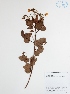  (Chamaecrista viscosa - DC42546)  @11 [ ] No Rights Reserved (2013) COAH Instituto Amazonico de Investigaciones Ceintificas Sinchi