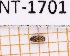  (Synchita multimaculata - JT-ANT-1701)  @11 [ ] CC-by (2023) Julien Touroult Museum national d'Histoire naturelle, Paris